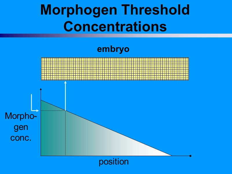 Morphogen Threshold Concentrations embryo Morphogen Threshold Concentrations embryo